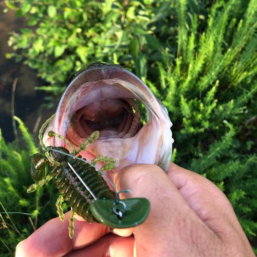 Customer photo review of Headbanger RockerHead 3-pack