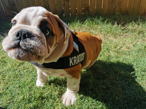 Customer photo review of Dog Friendly Co. Harness