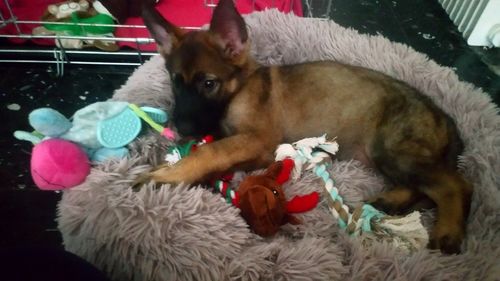 Customer photo review of Lit Apaisant Comfy® |  Pour Chien et Chat