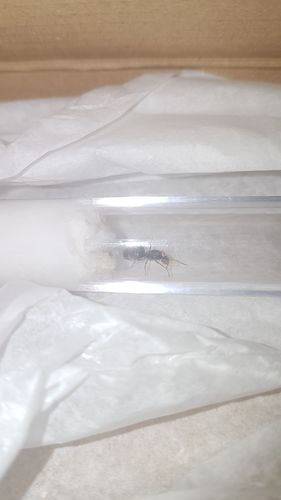 Customer photo review of Lasius niger colony