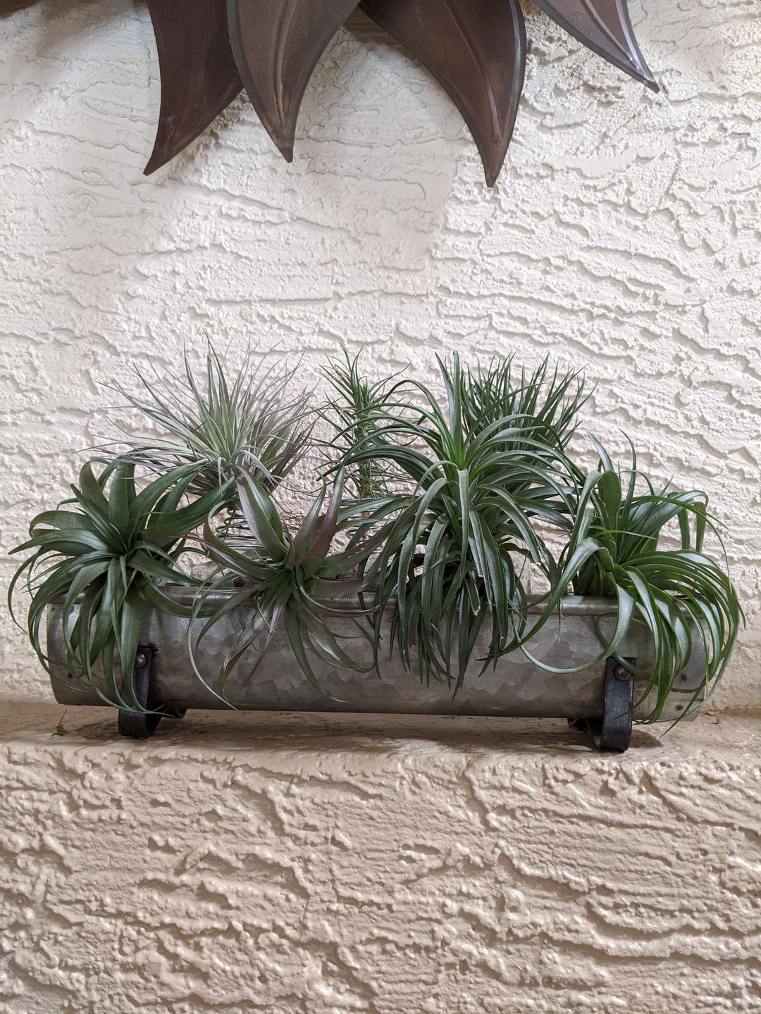 Customer photo review of 10 Pack Premium Air Plants Mix  *Cannot Be Shipped Internationally*