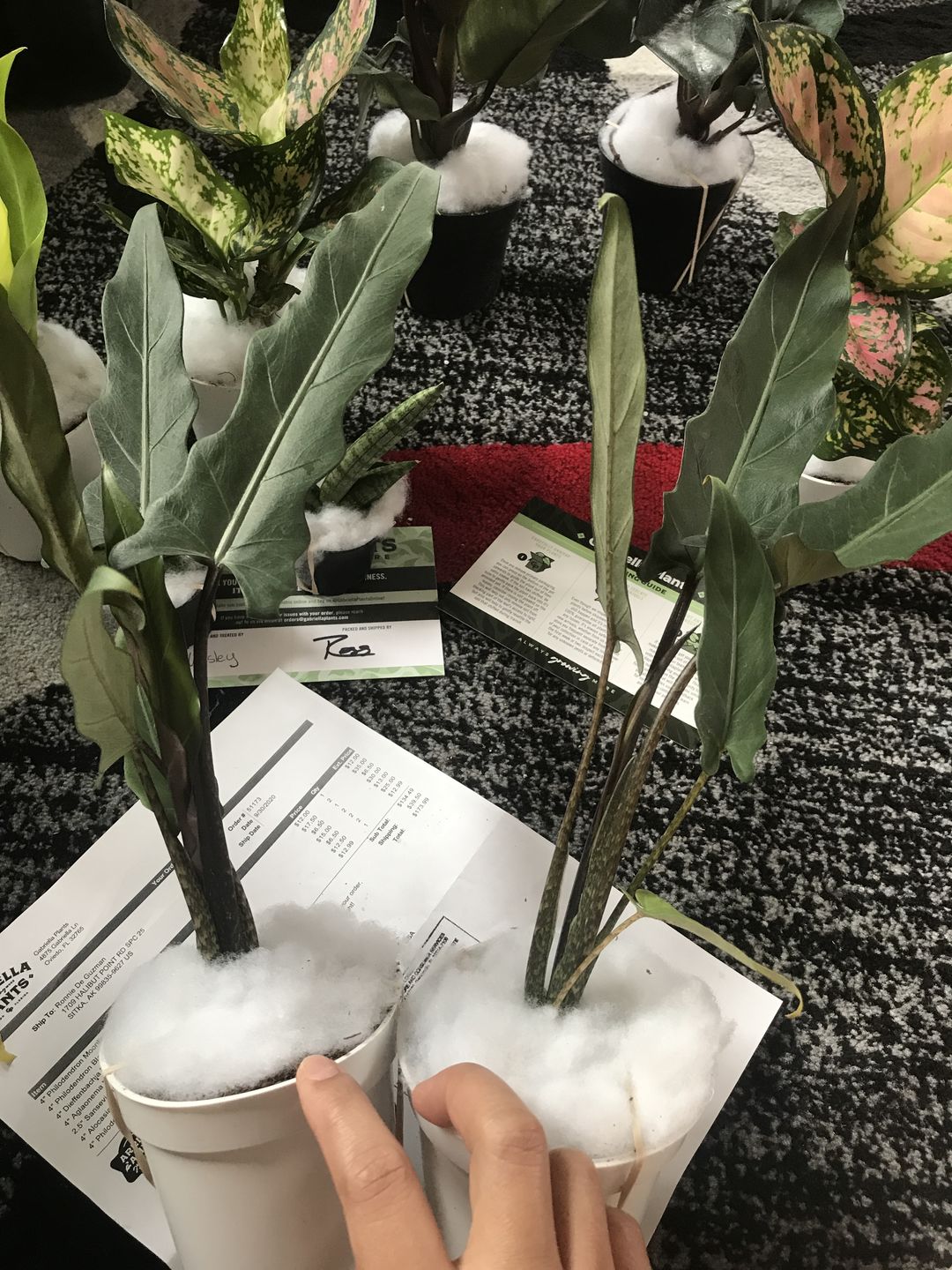 Customer photo review of 4" Alocasia Lauterbachiana