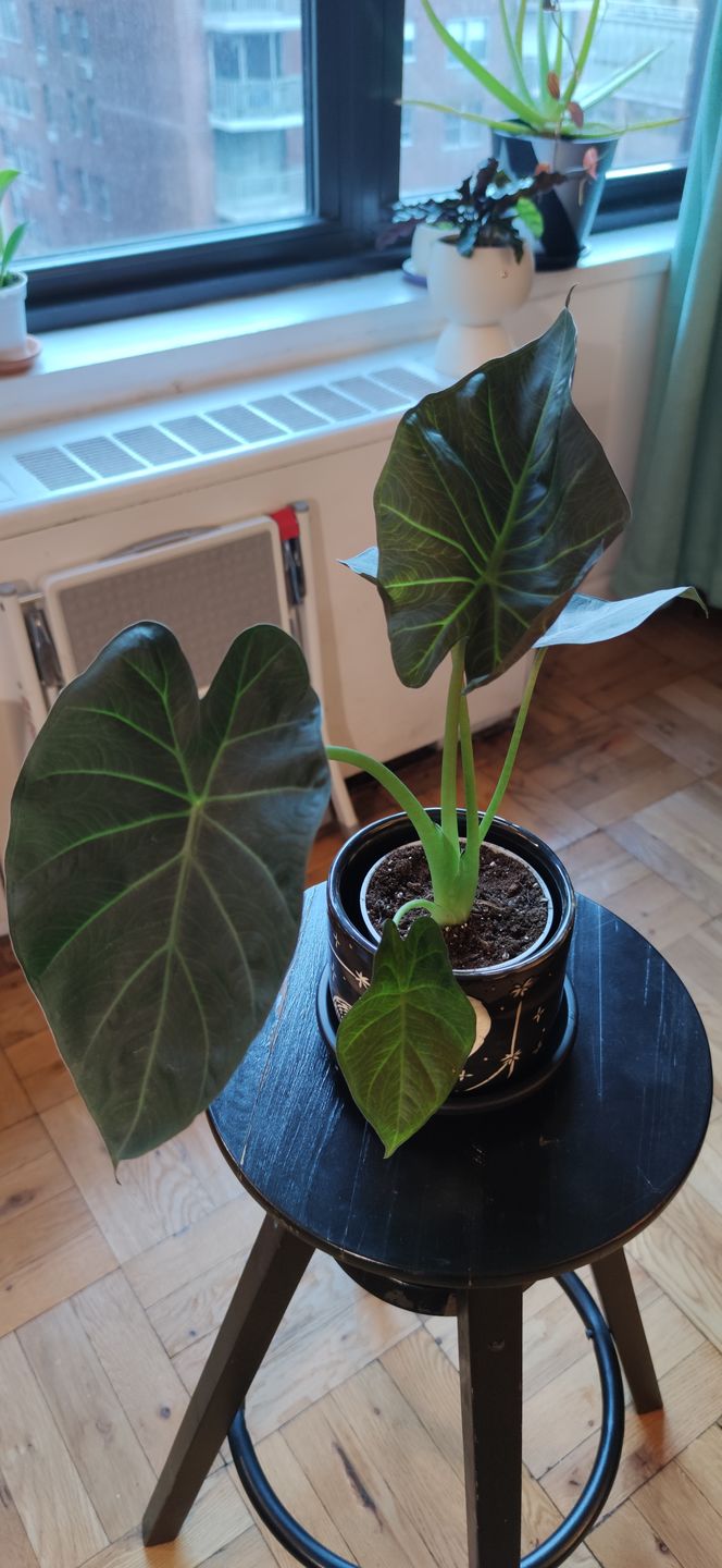 Customer photo review of 4" Alocasia Regal Shield