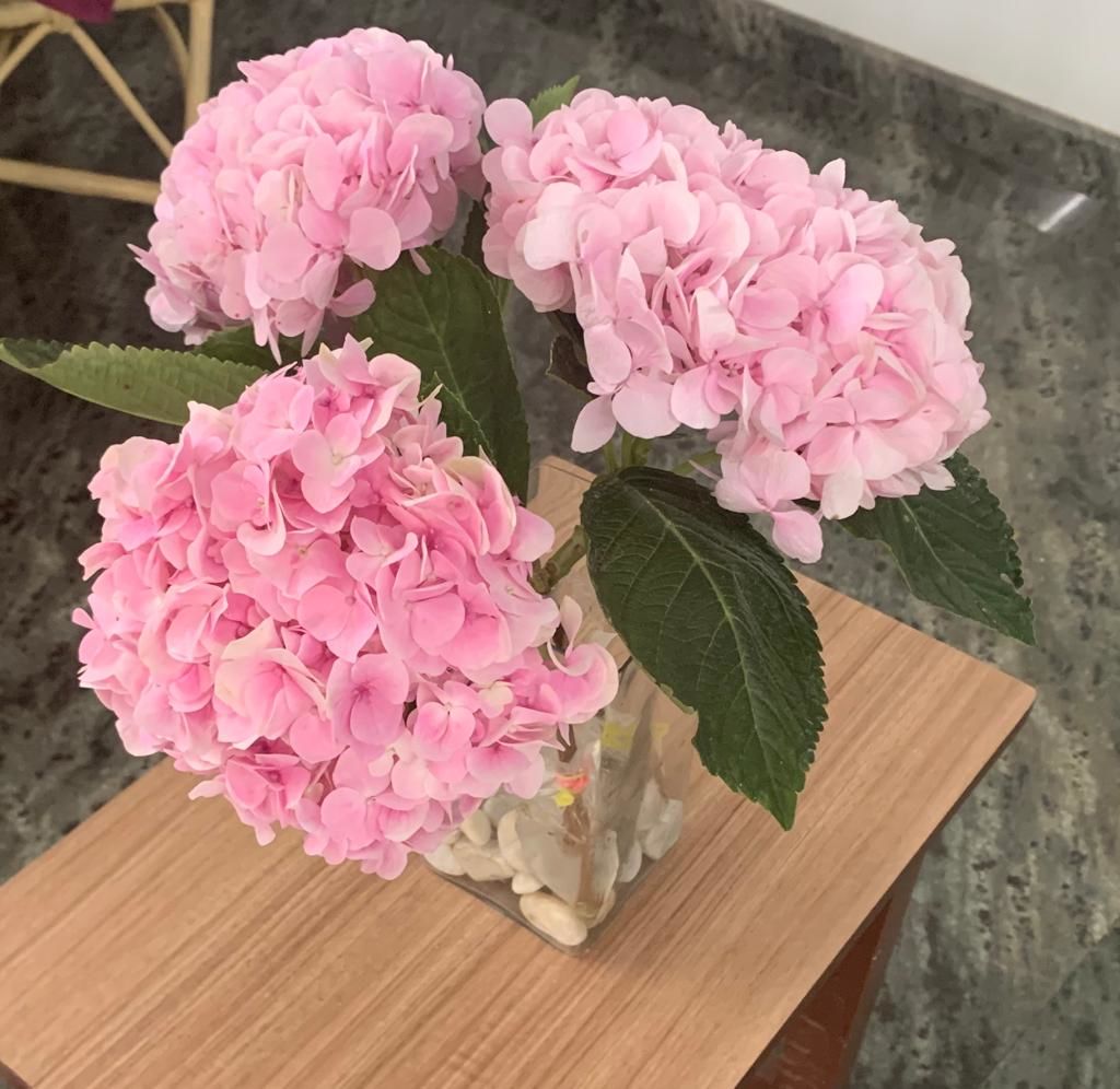 Customer photo review of Hydrangea (Bunch of 3)