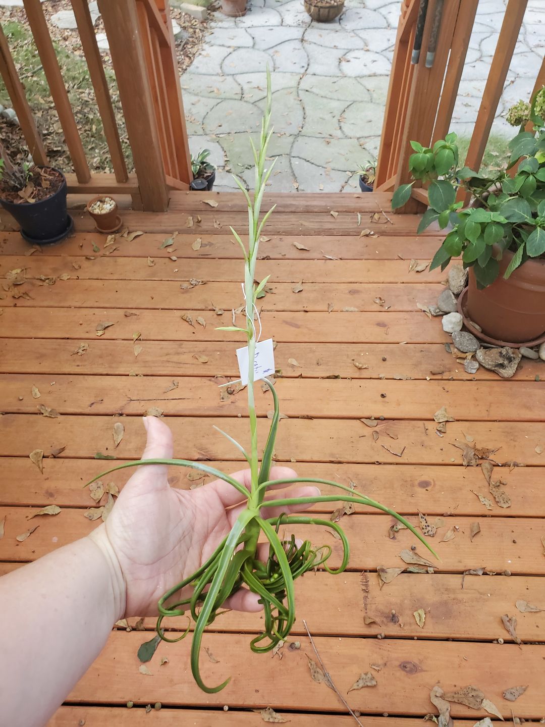 Customer photo review of Large Air Plants Mystery Box