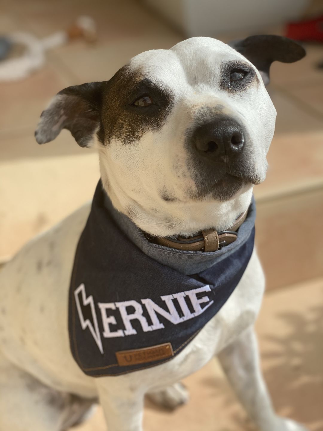 Customer photo review of Custom Text Denim Dog Bandana