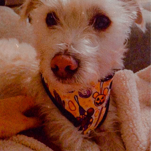 Customer photo review of Halloween dog harness