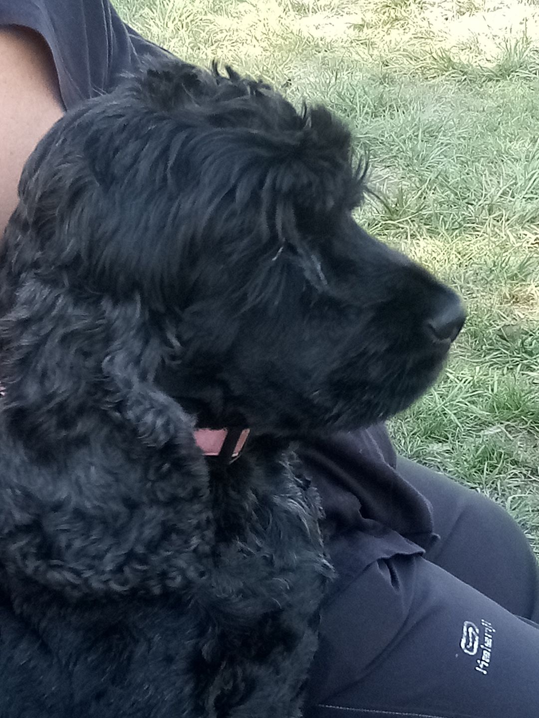 Customer photo review of Spray anti-tartre pour chien