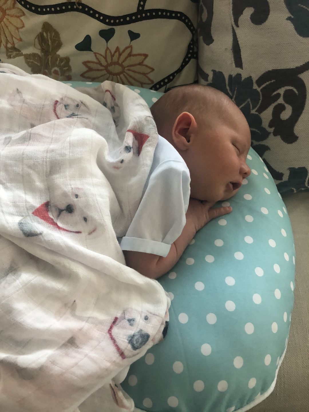 Customer photo review of PREORDER: Bulldogs