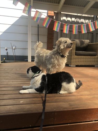 Customer photo review of Pidan Harness & Leash Set - Cats
