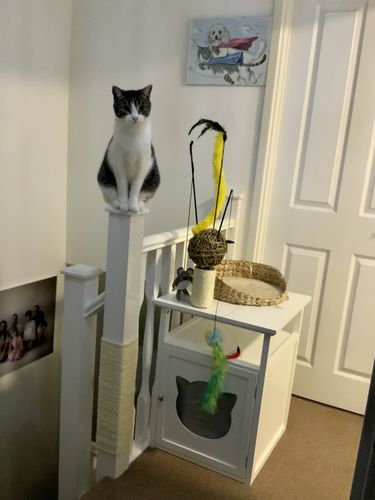 Customer photo review of Sustainable Litter