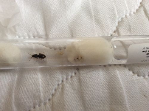 Customer photo review of Lasius niger colony