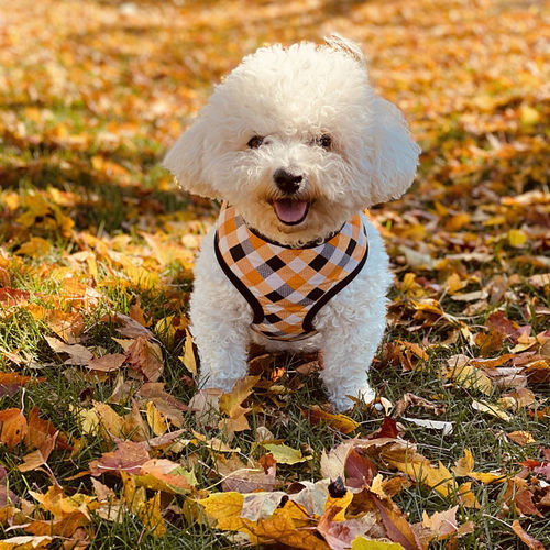 Customer photo review of Halloween plaid dog harness