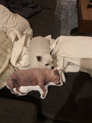 Customer photo review of Create A Custom Dog Pillow