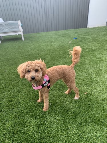 Customer photo review of DF Co. Pink Dog Harness