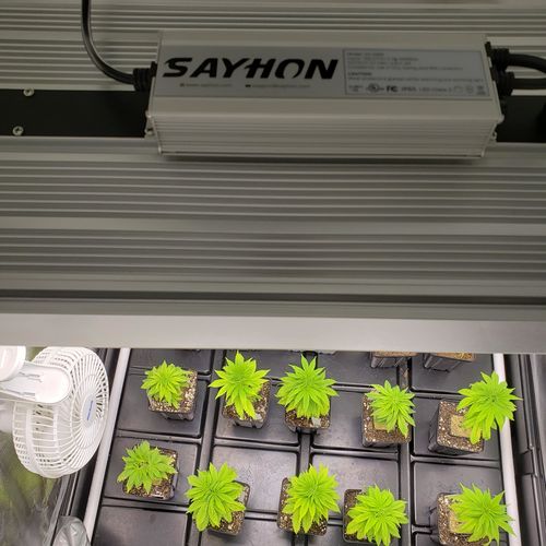Customer photo review of Sayhon LED Grow Light -SH1000