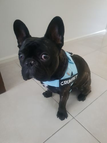 Customer photo review of DF Co. Sky Blue Dog Harness