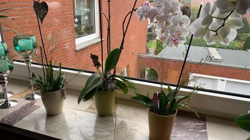 Customer photo review of Duft Orchideen Oncidium 2er Paket