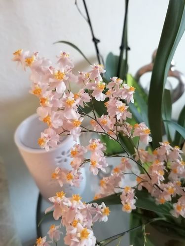 Customer photo review of Duft Orchideen Oncidium 2er Paket