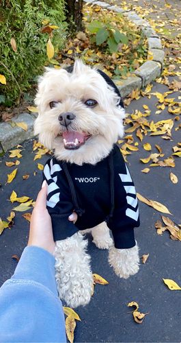 Customer photo review of "WOOF" Dog Hoodie - Black & Reflective