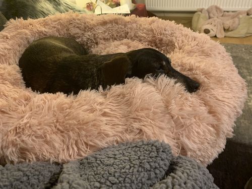 Customer photo review of Puppery Kuschelbett - Das Original