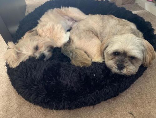 Customer photo review of Original Anti-Anxiety Dog Bed with Removable Cover