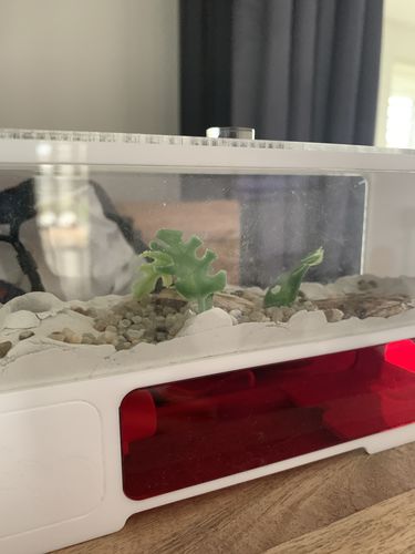 Customer photo review of AntKit AntHome Test Tube Formicarium