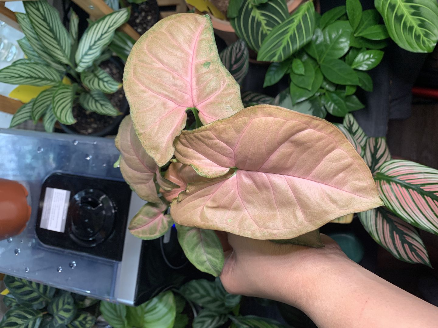 Customer photo review of 4" Syngonium Regina Red