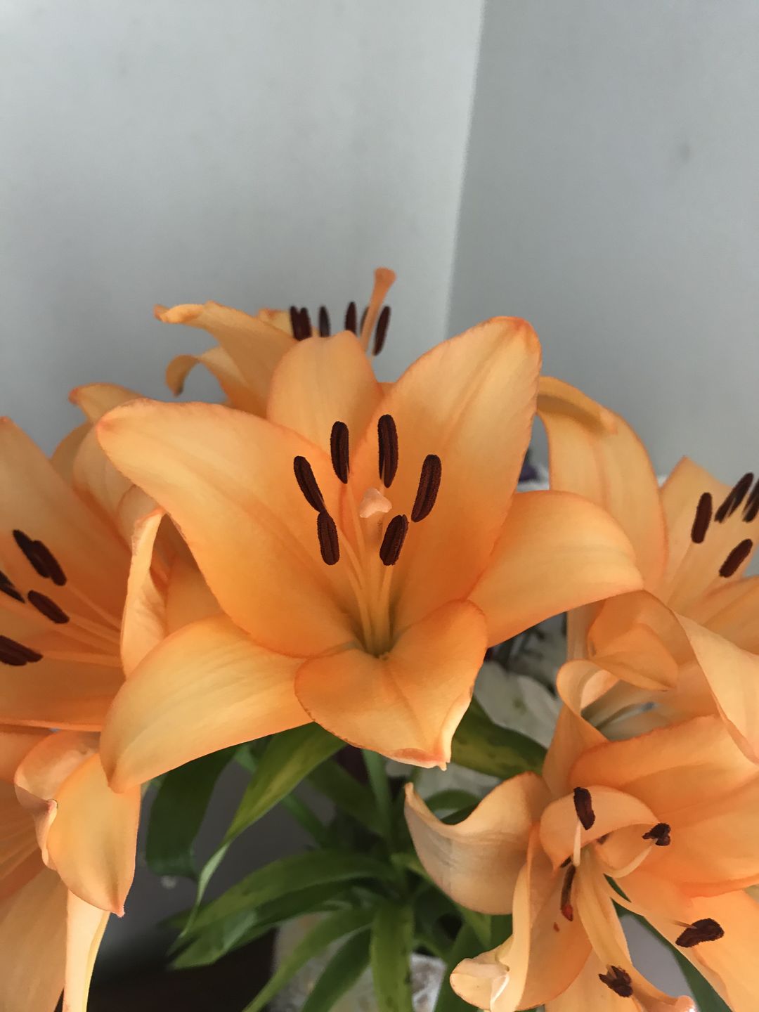 Customer photo review of Asiatic Lily (Bunch of 4)
