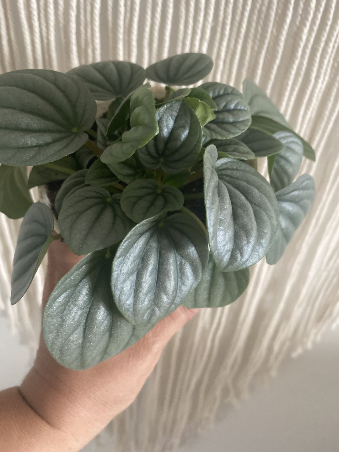 Customer photo review of 4" Peperomia 'Frost'