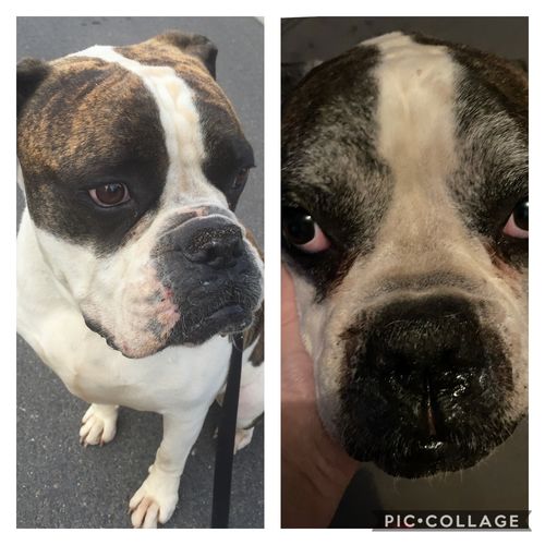 Customer photo review of Tips & Toes - Nose and Paw Balm
