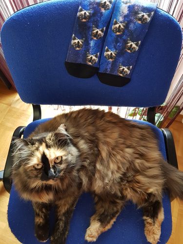 Customer photo review of Nogavice s tvojim mačkom