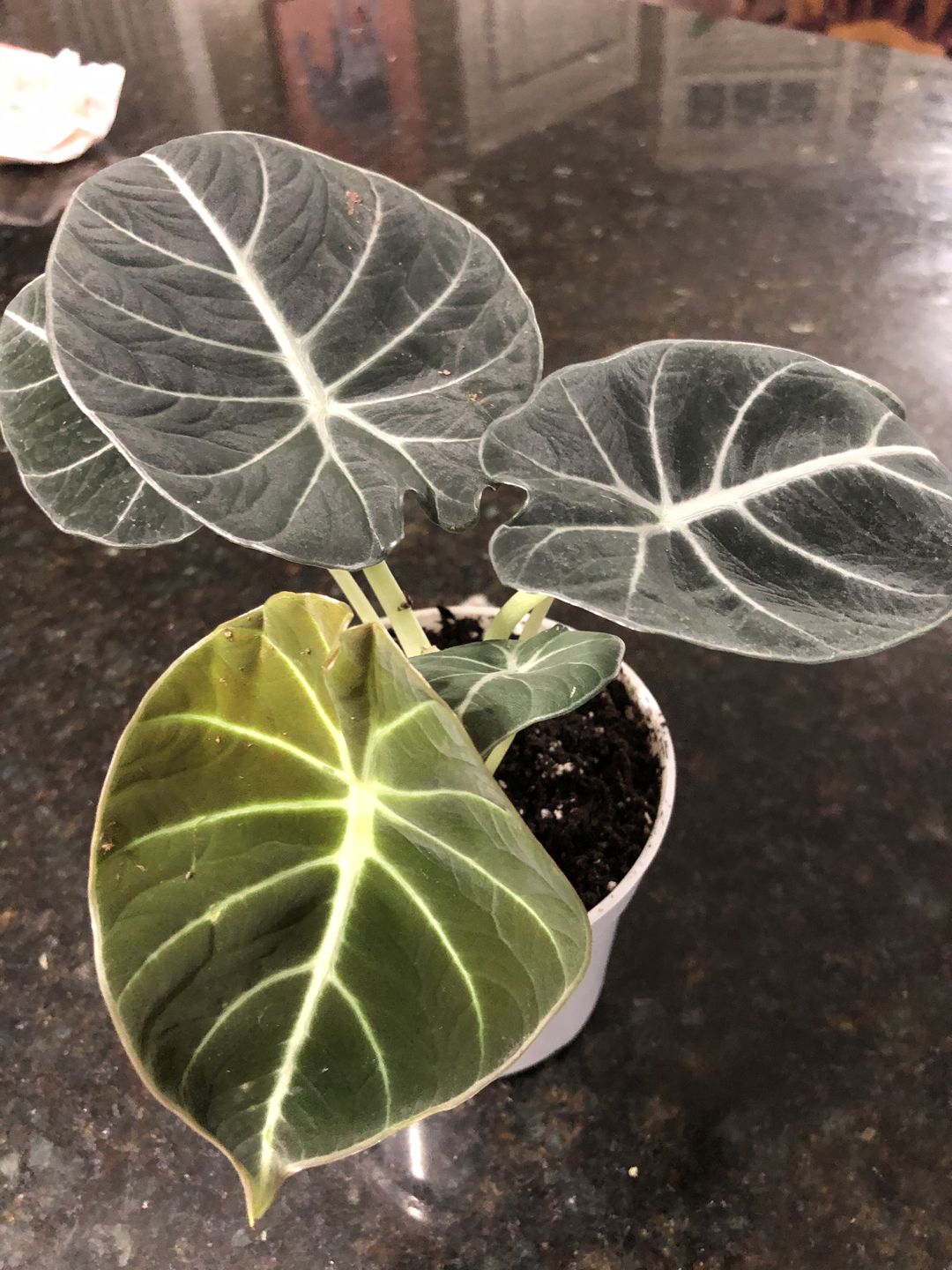 Customer photo review of 4" Alocasia Maharani