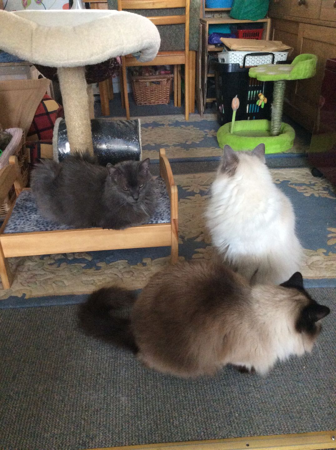 Customer photo review of Cat Spray
