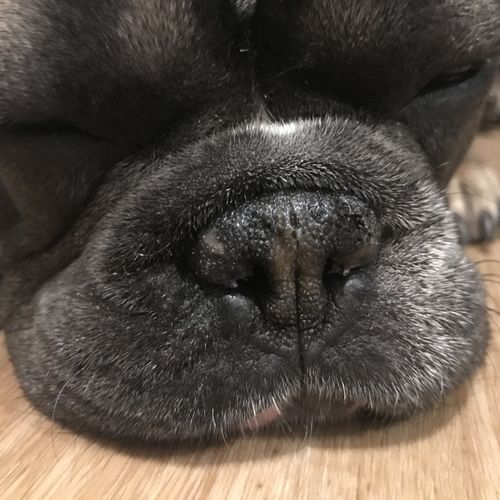 Customer photo review of Tips & Toes - Nose and Paw Balm