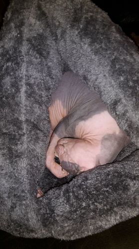 Customer photo review of KUSCHELHÖHLE - Das kuschelige Tierbettchen