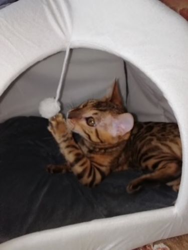 Customer photo review of FELL TIPI - Das kuschelige Zelt für dein Haustier