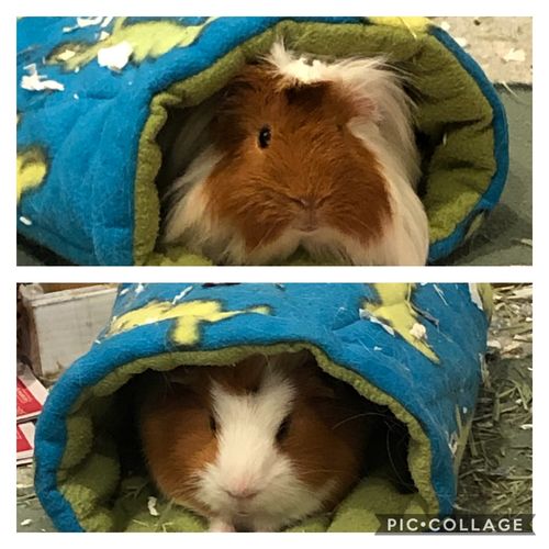 Customer photo review of GuineaDad Nourish Series - Timothy Hay (3 Pack)