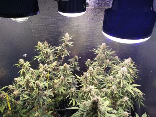Customer photo review of PhatSlim 1XL Dimmable LED Grow Light (gen6) 104w 3500k