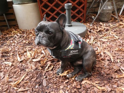 Customer photo review of Pfotenlove - Anti-Zug Personalisiertes Hundegeschirr – Premium Edition