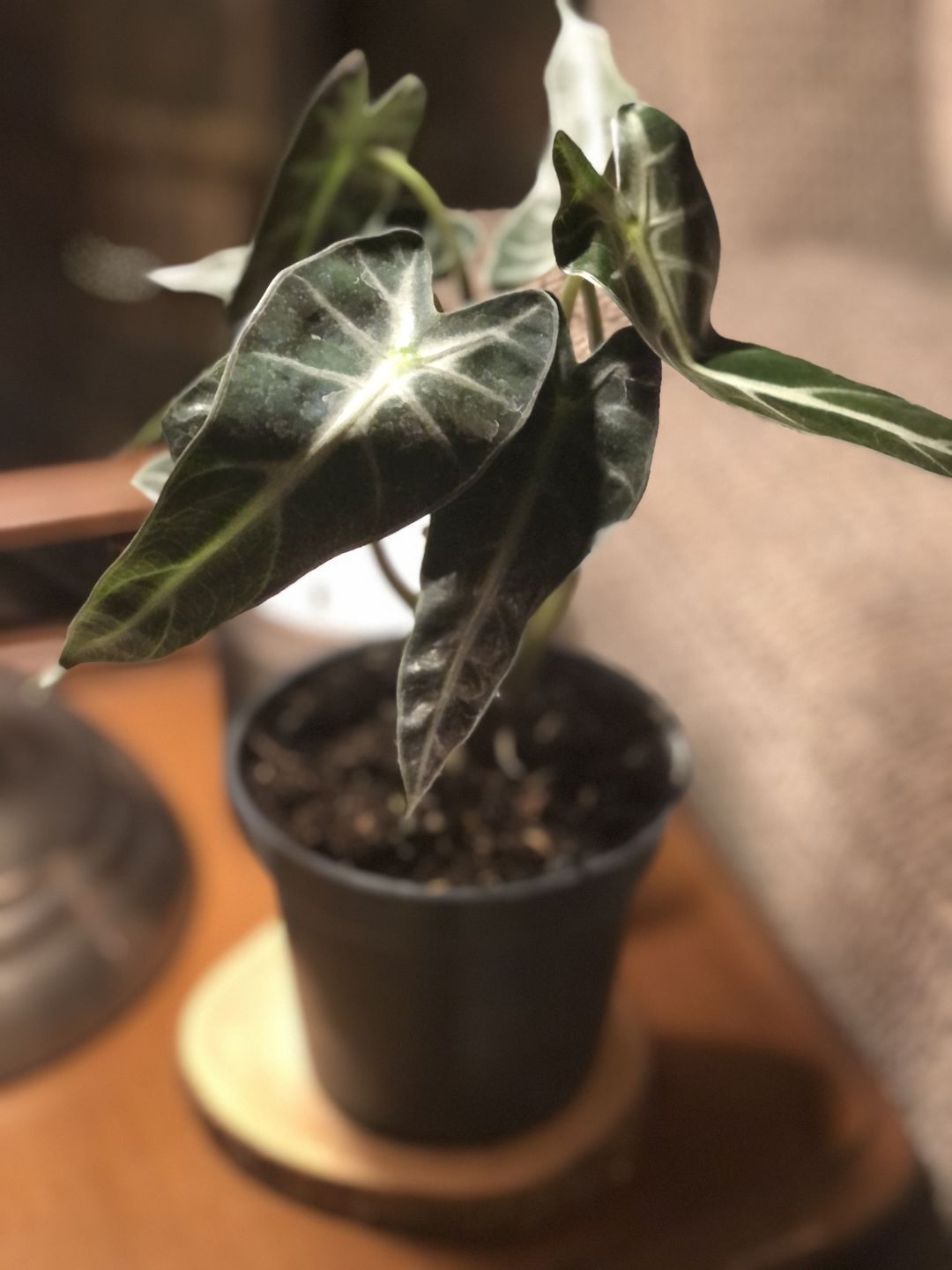 Customer photo review of 4" Alocasia Bambino