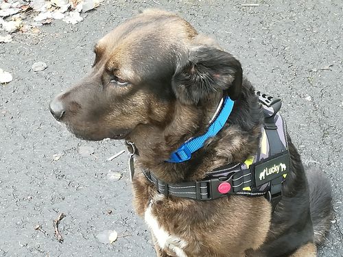Customer photo review of Pfotenlove - Anti-Zug Personalisiertes Hundegeschirr – Premium Edition