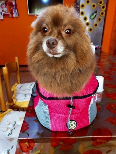 Lesley  A. review of miiBuddy Dog Backpack +Lifetime Warranty