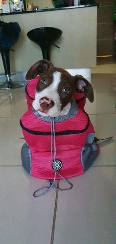 Rosemary  P. review of miiBuddy Dog Backpack +Lifetime Warranty