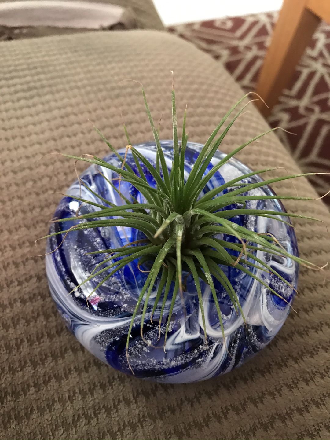 Customer photo review of Medium Air Plant Planter with Cremation Ashes