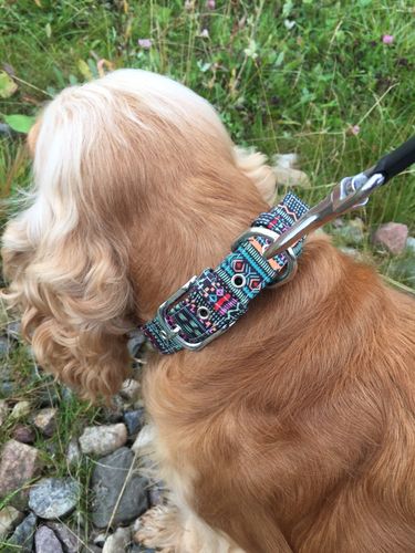 Customer photo review of SCHICKO BELLO - das wunderschöne Hundehalsband