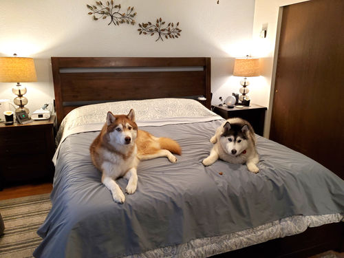 Customer photo review of Silly Legacy® - Thin Reversible Waterproof Protective Cover for Pets and People