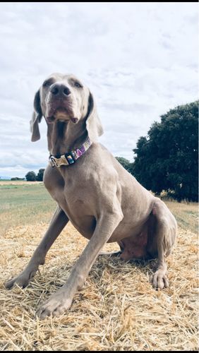 Customer photo review of SCHICKO BELLO - das wunderschöne Hundehalsband