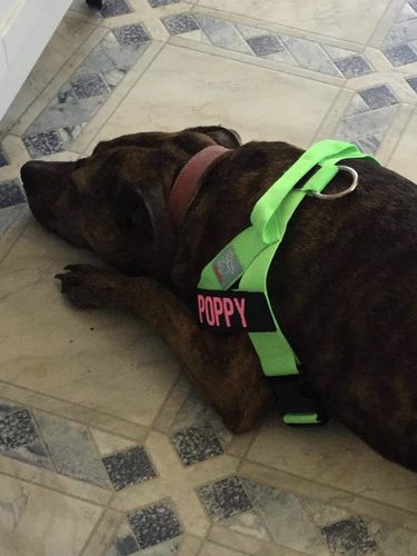 Customer photo review of Custom Name Patch For Dog Harness