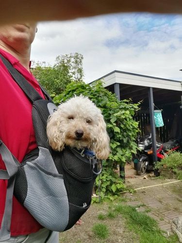 Hannah  R. review of miiBuddy Dog Backpack +Lifetime Warranty